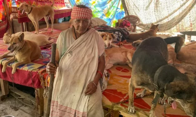 Con 200 perros a su cargo, una anciana aterra a sus vecinos en la India