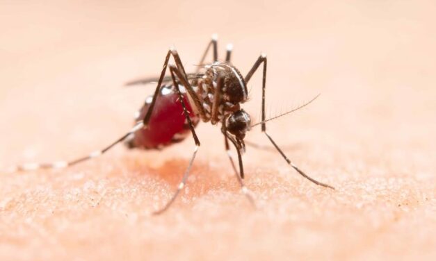 Casos de dengue, malaria y leptospirosis superan cifras en comparación a 2022