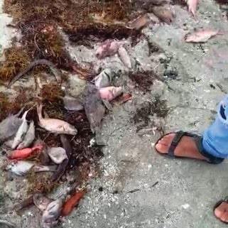 Contaminantes habrían causado muerte de peces en costas de Azua