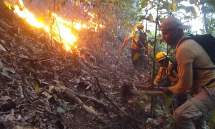 Investigan causa de incendio forestal que afecta Monumento Saltos de Jima