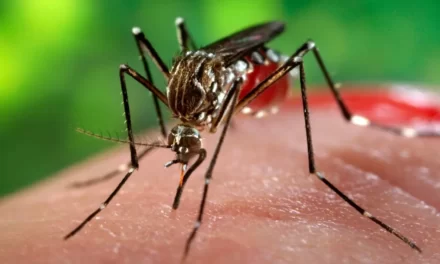 Salud notifica 248 casos de dengue en la última semana