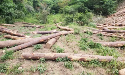 Tres meses de prisión para dos hombres que falsificaron permiso ambiental y cortaron 321 árboles en Jarabacoa