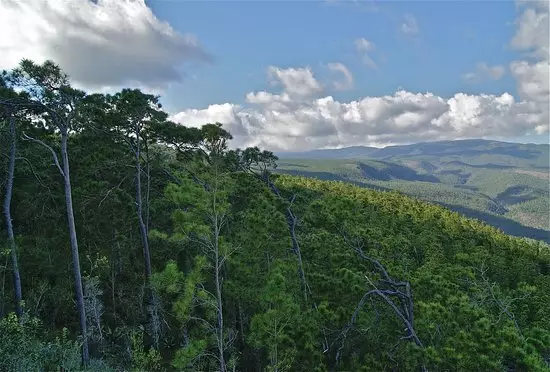 Condenan a hombre por corte de árboles en la Sierra de Bahoruco