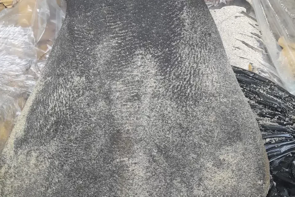 Encuentran un bebé manatí muerto en playa Dorada, Puerto Plata