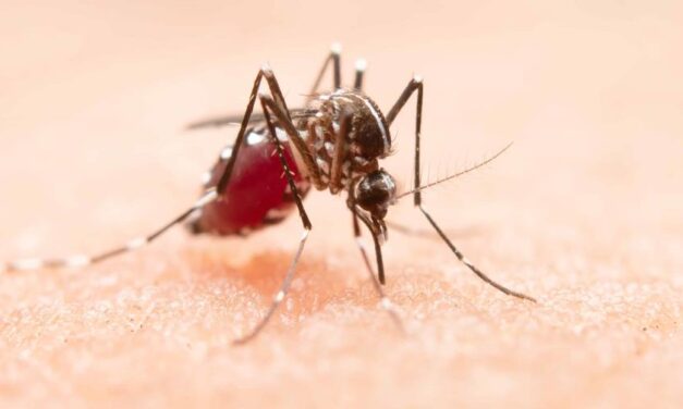 Este año se han registrado más de 5,000 casos sospechosos de dengue