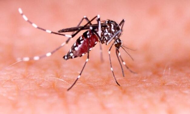 Dengue ataca a la población infantil, que registra mayoría de los casos