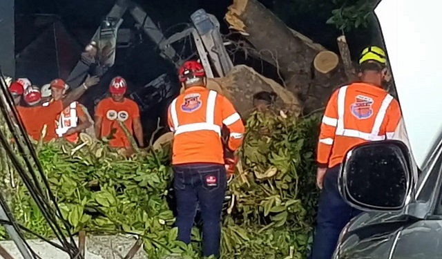 SANTIAGO: Un ventarrón tumba árboles y cables de electricidad