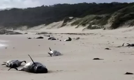 Mueren más de 30 ballenas piloto tras quedar varadas en Australia