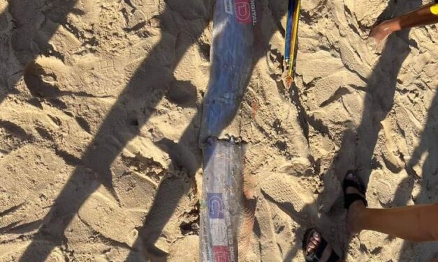 «𝐏𝐄𝐙 𝐑𝐄𝐌𝐎» 𝐄𝐒 𝐒𝐀𝐂𝐀𝐃𝐎 𝐏𝐎𝐑 𝐏𝐋𝐀𝐘𝐀 𝐆𝐑𝐀𝐍𝐃𝐄, 𝐑𝐒𝐉