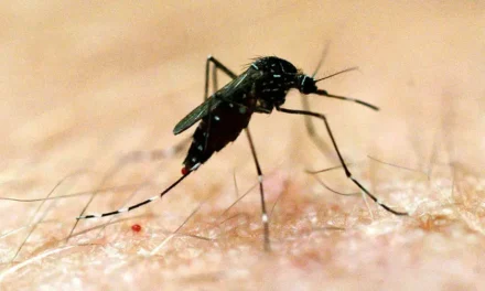 Salud Pública emite nueva alerta epidemiológica por alza de dengue en las Américas