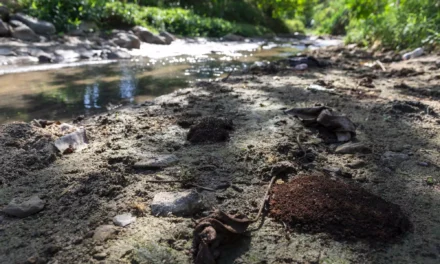 Río Tireo por el que luchaba ambientalista ultimado se encuentra “totalmente deforestado”