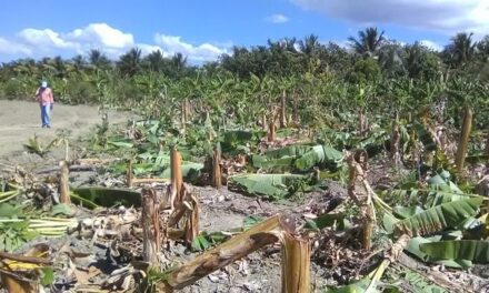 Un ventarrón destruye cientos de matas de plátano en Montecristi