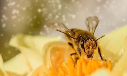 Día Mundial de las Abejas: cinco curiosidades sobre estos insectos