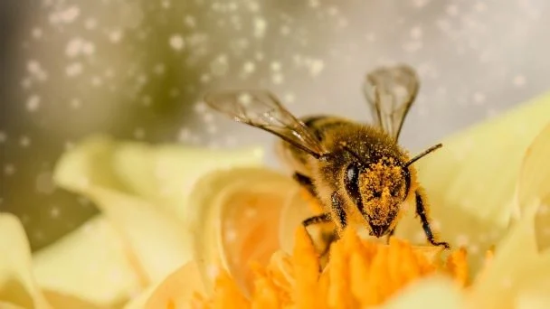 Día Mundial de las Abejas: cinco curiosidades sobre estos insectos