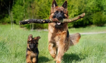 Día Mundial del Perro: El mejor amigo del hombre