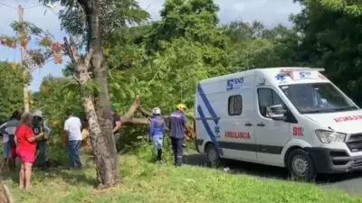 Hombre herido tras caerle árbol encima en la Avenida Iberoamericana