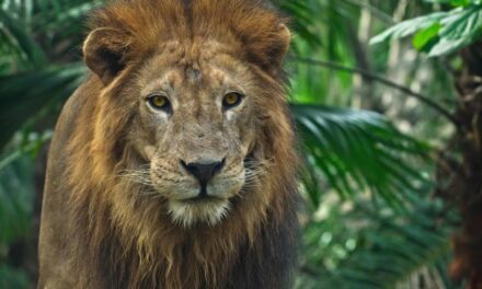 Día Mundial del León: solo existen cerca de 20,000 leones en libertad en África