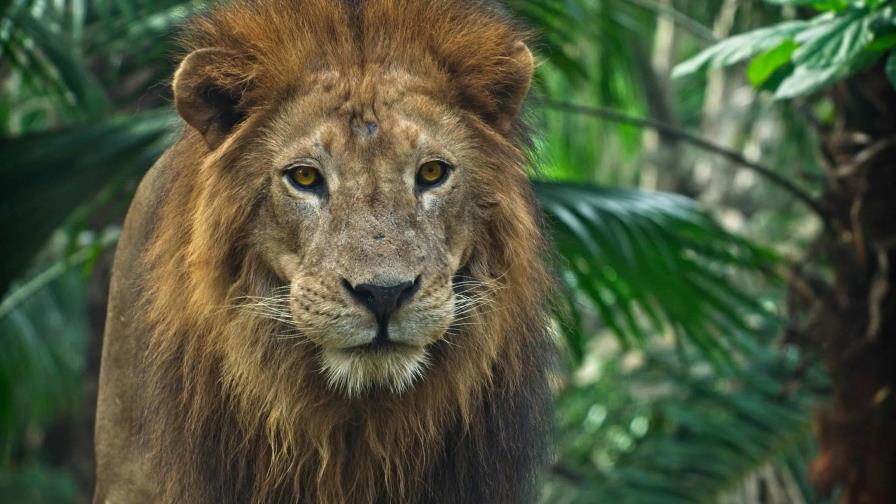 Día Mundial del León: solo existen cerca de 20,000 leones en libertad en África