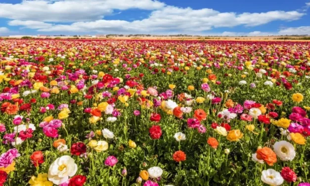 La primavera florece desde hoy: así arranca la nueva estación