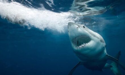 Una niña de nueve años resulta herida por un ataque de tiburón en una playa de Florida
