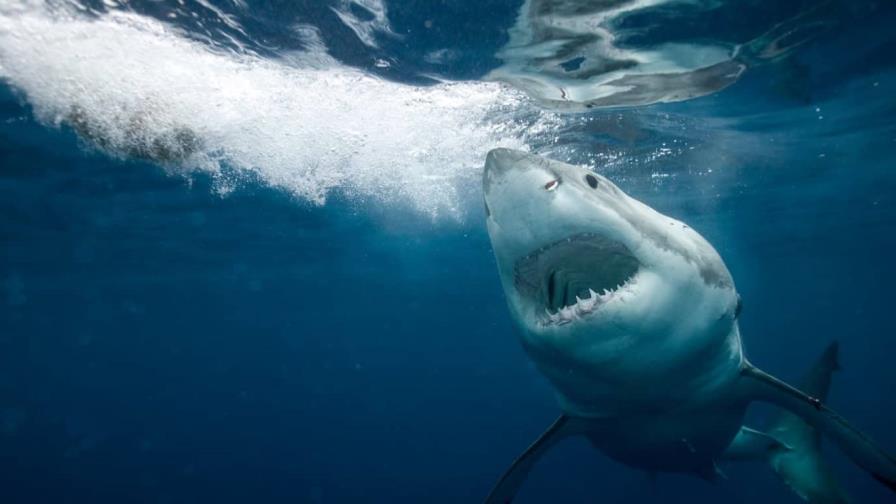 Una niña de nueve años resulta herida por un ataque de tiburón en una playa de Florida