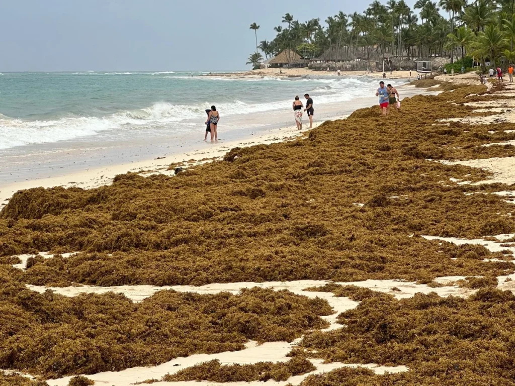 ONU aprueba resolución sobre el sargazo impulsada por República Dominicana