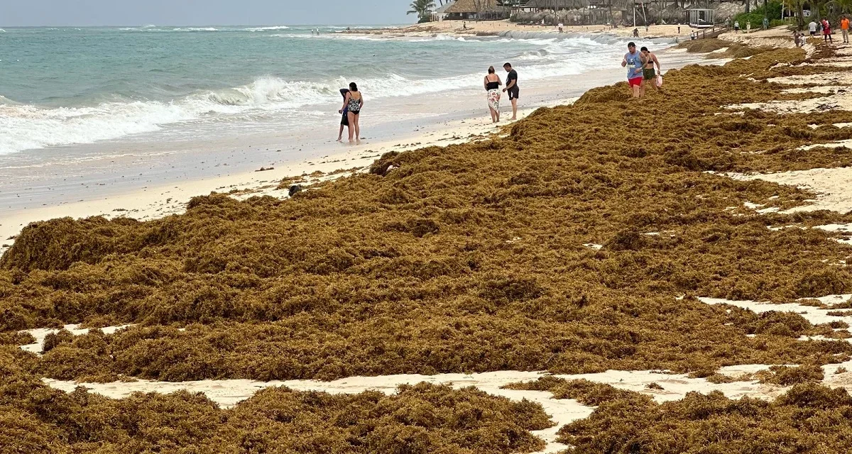 ONU aprueba resolución sobre el sargazo impulsada por República Dominicana