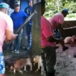 Exigen investigación por sacrificio de cerdos en matadero de Nagua y autoridades arrestan implicados