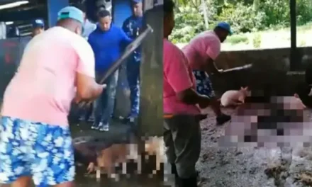 Exigen investigación por sacrificio de cerdos en matadero de Nagua y autoridades arrestan implicados