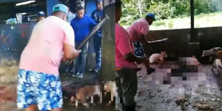 Exigen investigación por sacrificio de cerdos en matadero de Nagua y autoridades arrestan implicados