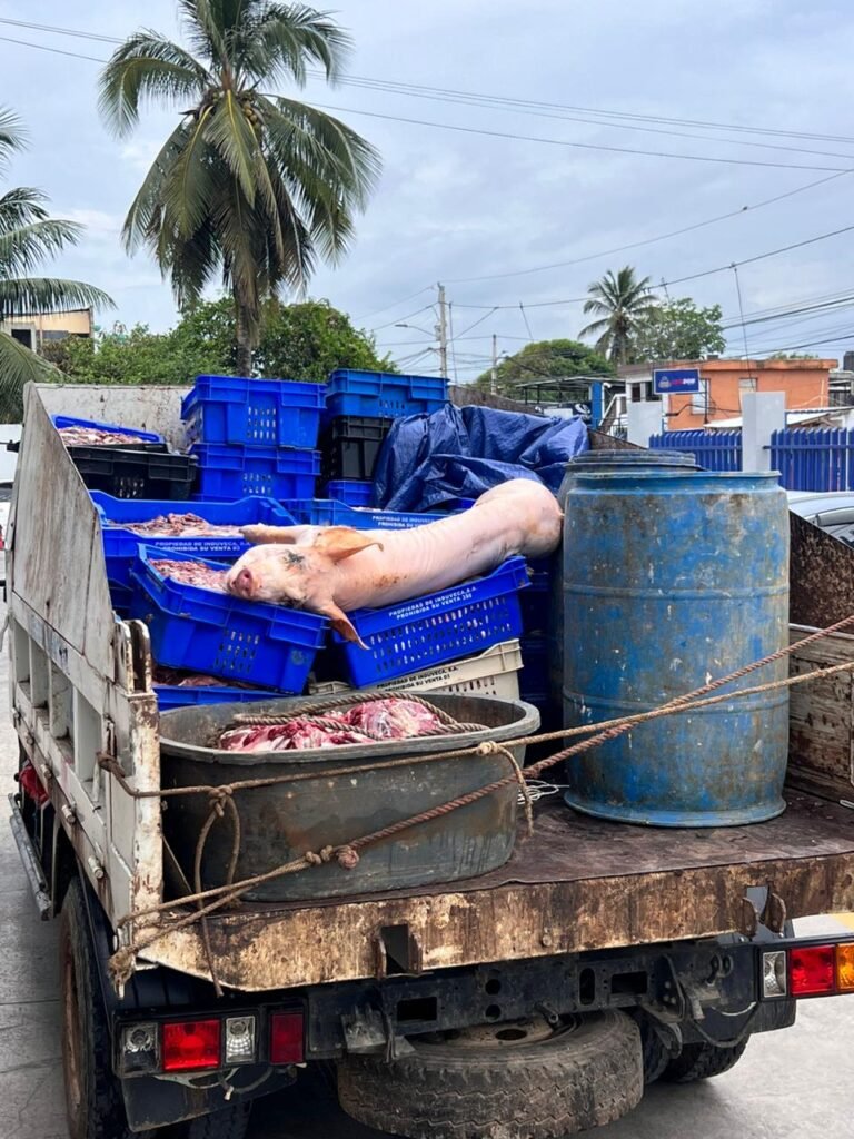 Policía Nacional, Salud Pública y Medio Ambiente desmantelan matadero clandestino en Río San Juan