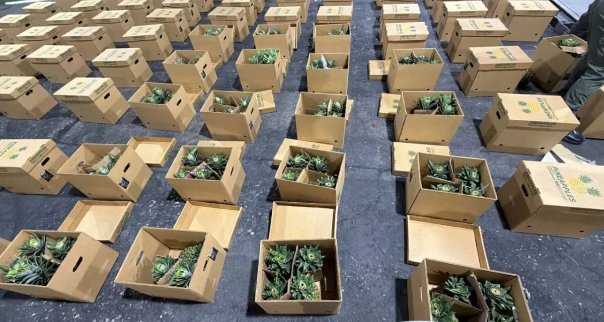 Interceptan cargamento de piñas con presunta cocaína; detienen hombre