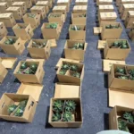 Interceptan cargamento de piñas con presunta cocaína; detienen hombre