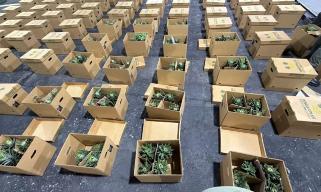 Interceptan cargamento de piñas con presunta cocaína; detienen hombre
