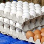 República Dominicana reinicia las exportaciones de huevos hacia Cuba
