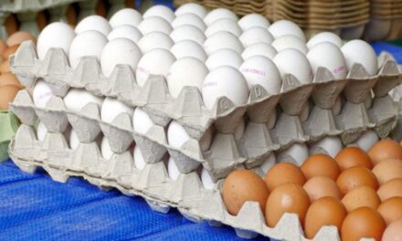 República Dominicana reinicia las exportaciones de huevos hacia Cuba