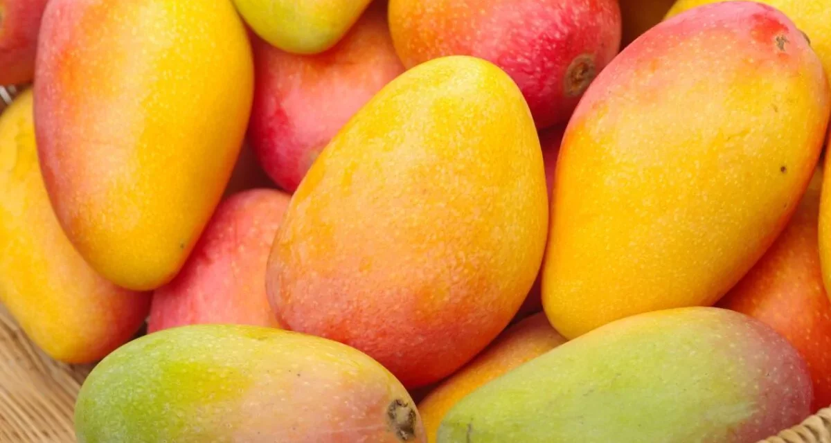 Cinco beneficios del mango para la salud y quiénes deberían consumirlo con moderación