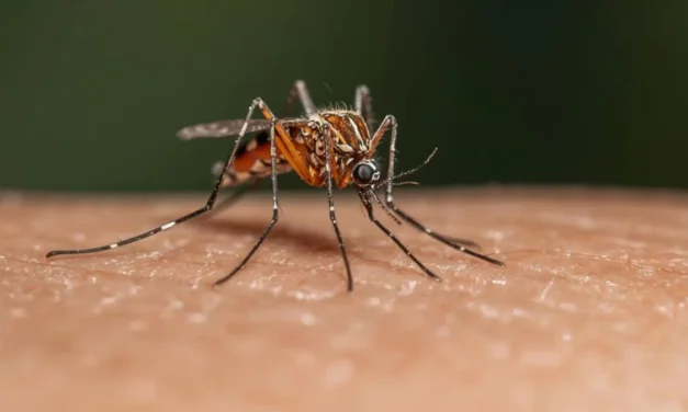 Salud Pública reporta 213 casos de dengue y descarta alerta epidemiológica